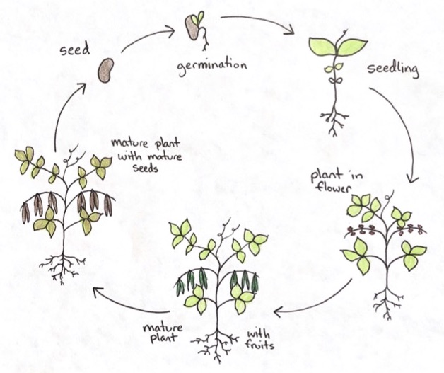 Life Cycles and Patterns 