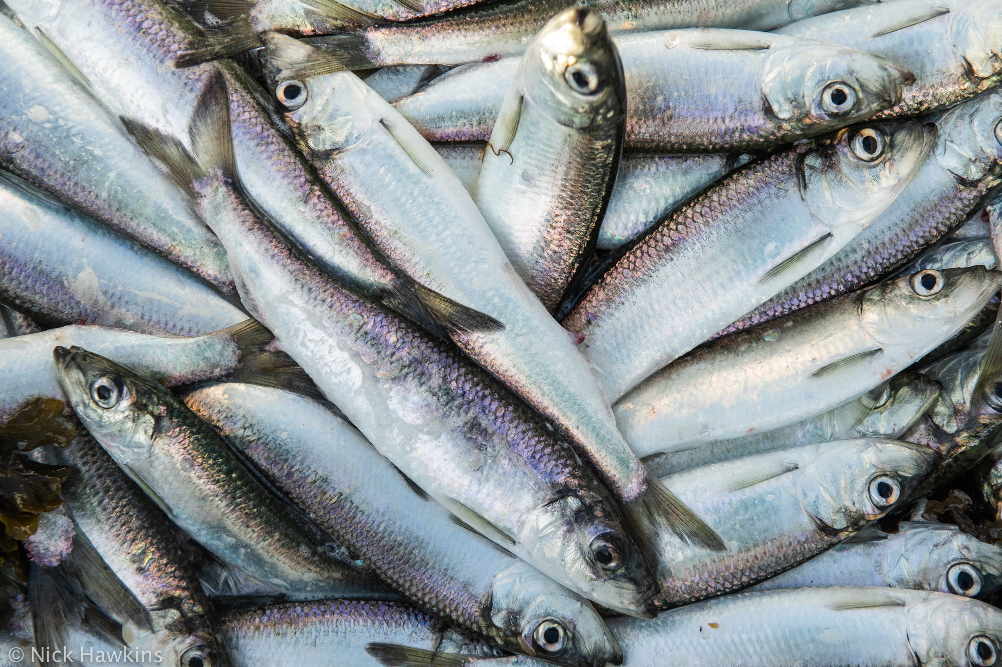 Herring graph and map data activity