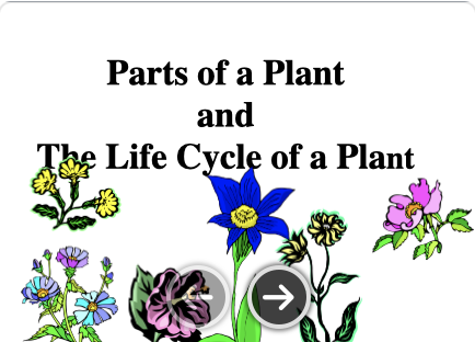PARTS OF A PLANT & LIFE CYCLE OF A PLANT