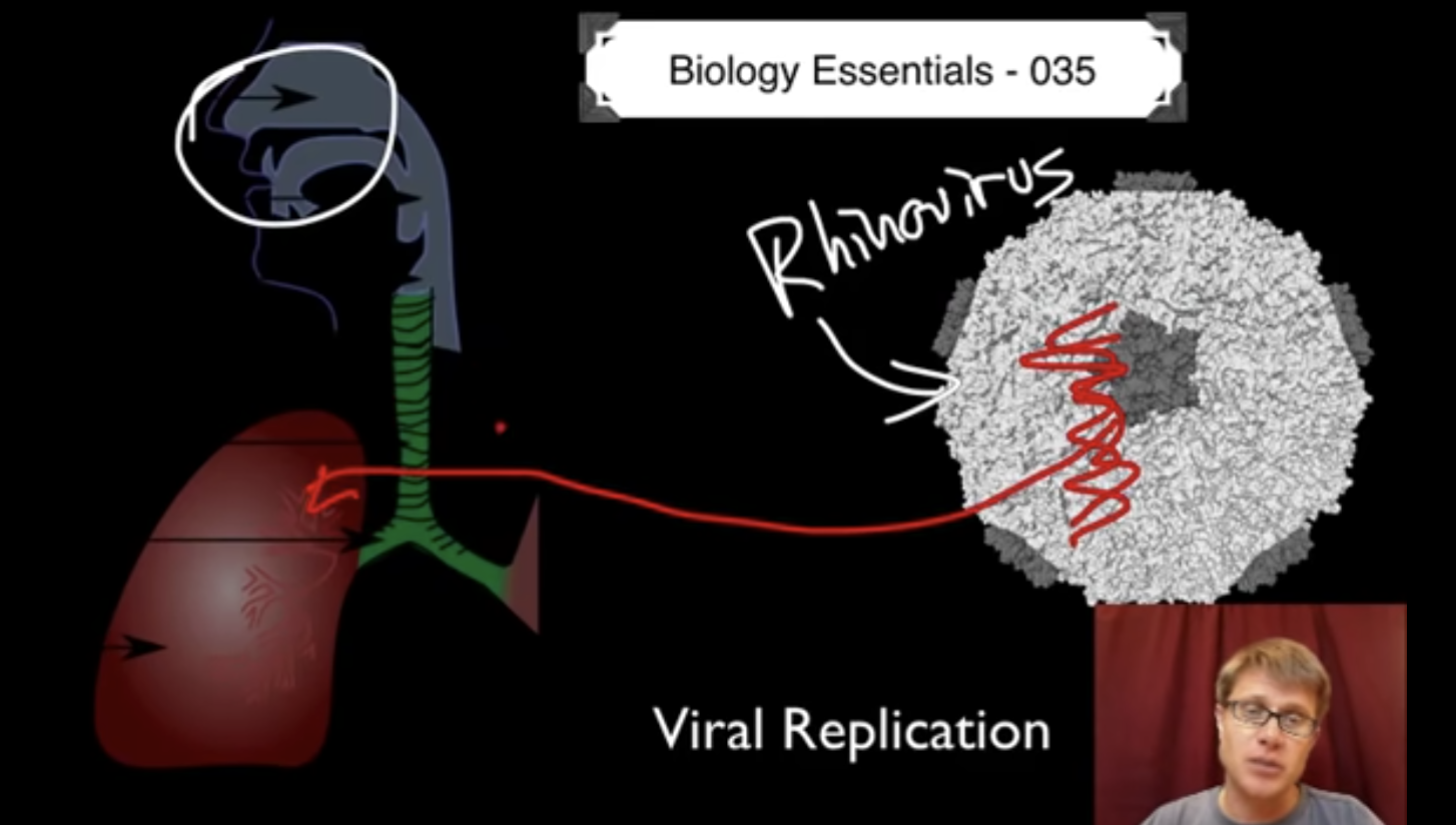 Viral Replication