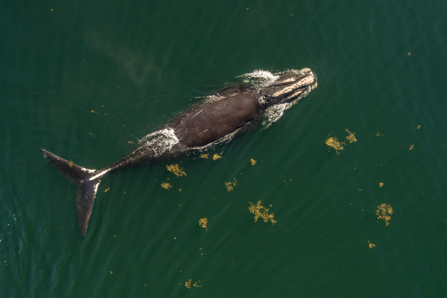 Make a comic all about whales