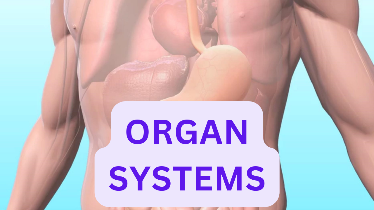 Intro to Organ Systems. Video sheet, Google Forms, MS Forms, Blackboard, Canvas, Moodle & more (V3).