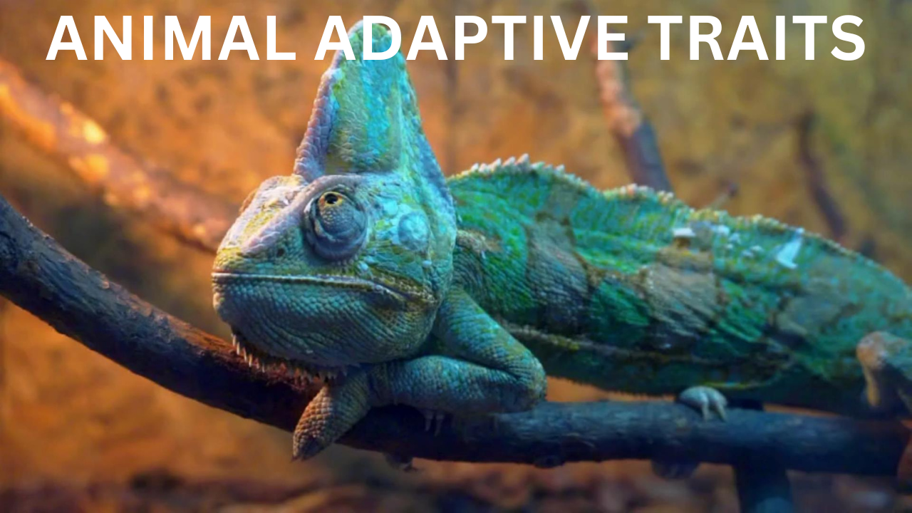 Intro to Animal Adaptive Traits, part 1. Video sheet, Google Forms, MS Forms, Blackboard, Canvas, Moodle & more (V3).