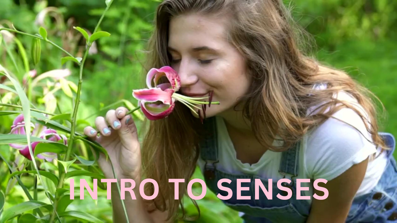 Intro to Human Senses. Video sheet, Google Forms, MS Forms, Blackboard, Canvas, Moodle & more (V4).