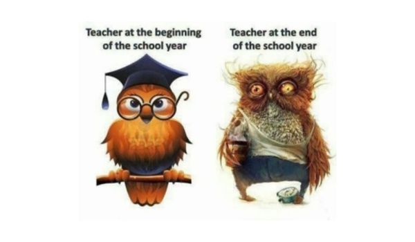 owl meme before and after