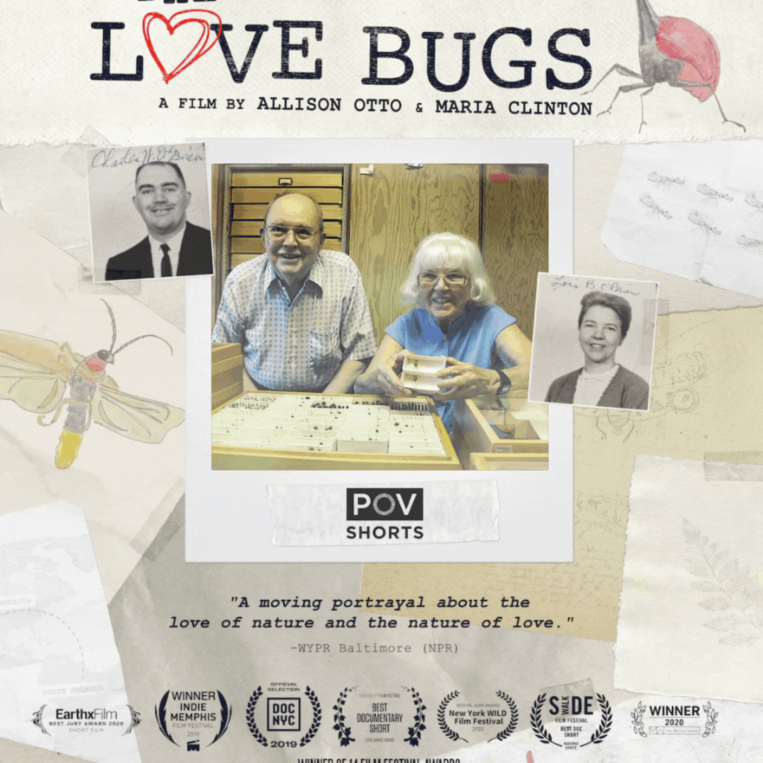 Love bugs promotion