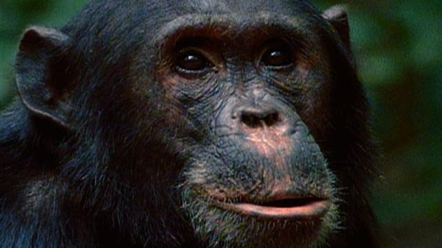 Chordates: We're All Family - for ONLINE LEARNING