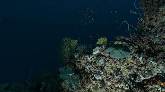 Video: How Do Scientists Explore the Twilight Zone?