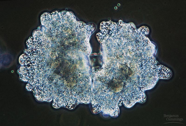 Mitosis Hyperdoc Template
