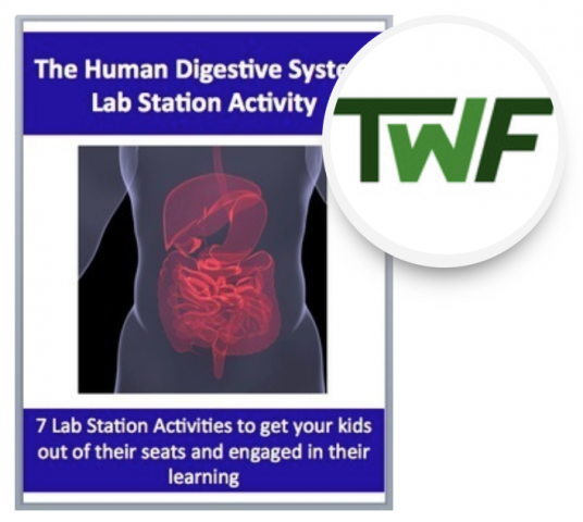 The Human Digestive System - 7 Engaging Lab Station Activities