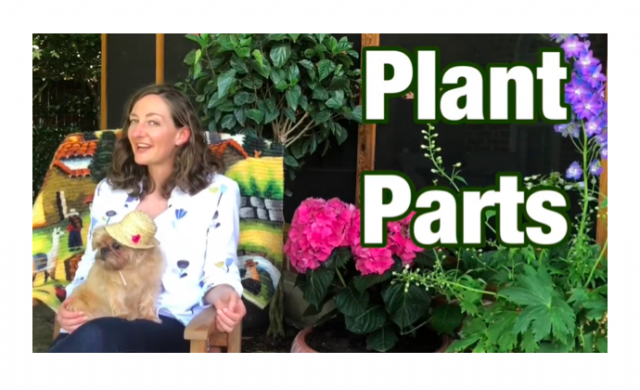 Plant Parts Lesson for Kids