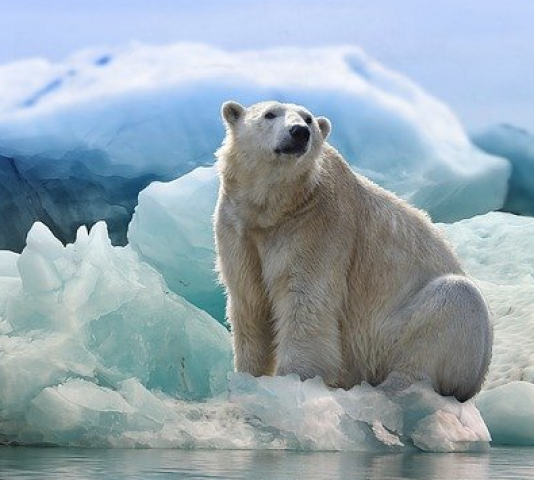 Vote for Nature: Polar Bear