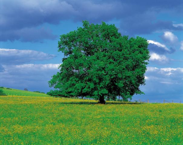 INSPIRATIONAL SONG - "THE TREE OF LIFE"