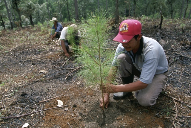 Reforestation: Impact on Climate