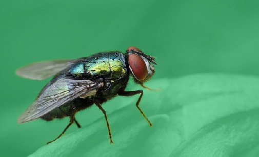 Smell That? It’s Forensic Entomology At The Body Farm