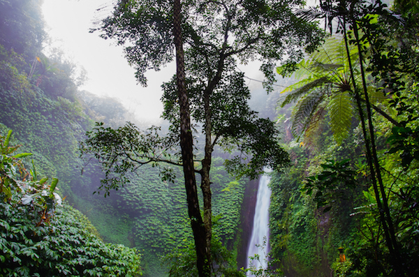 The Rainforest Symphony: Using Science and Acoustic Technology to Investigate Biodiversity