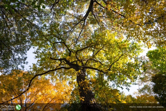 Seeing the Wood for the Trees: Introduction to Sustainable Forestry