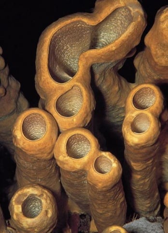 Sponges: Origins - for ONLINE LEARNING