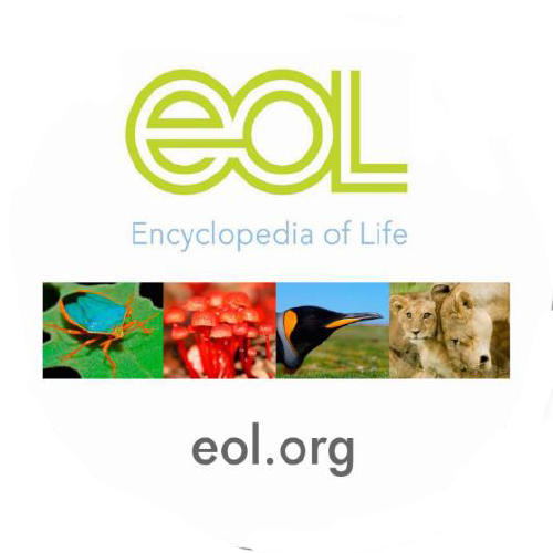 Food Webs Activity 3: Food Chains and Webs  (Grades 6-8)